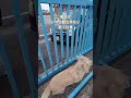 吠える番犬が居て出勤出来ない新入社員 #shorts