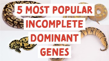 5 most popular co-dominant or incomplete dominant ball python genes