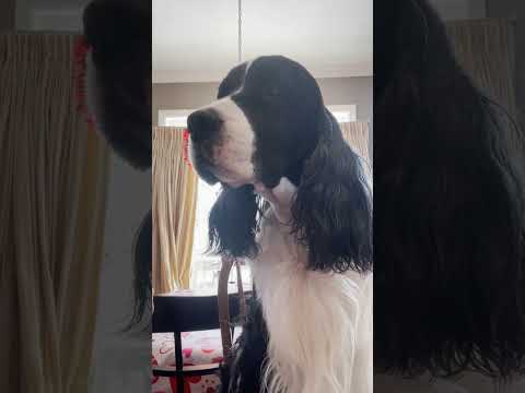 Cleaning My Dogs Ear With HICC Pets Ear Rinse| Cole The English Springer Spaniel #shorts