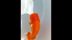 DSCF2915