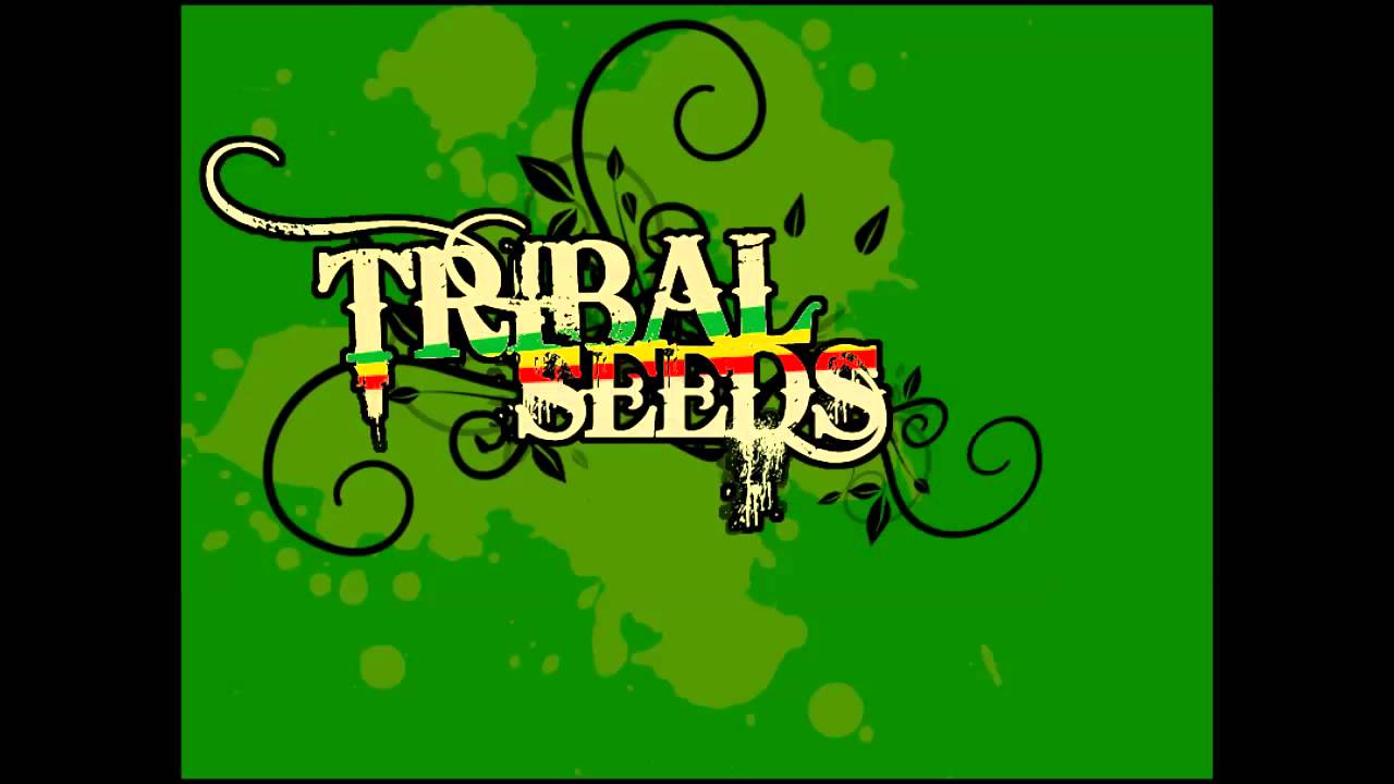 Tribal Seeds - Island Girl Tribal Seeds - Island Girl