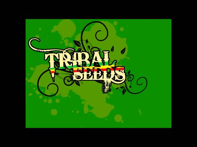 Tribal Seeds - Island Girl