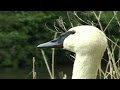 Trumpeter Swan Trumpeting and Honking Video & Sounds : Trumpet of The Swan