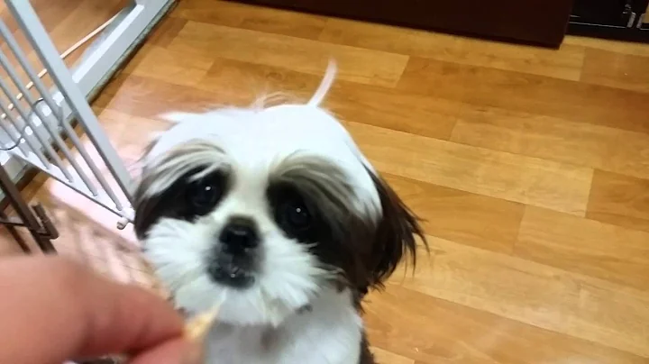 Shih Tzu GGung & SSong 282