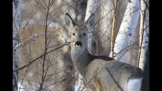 :    !  ! Roe deer hunting! Trans-Baikal Province!