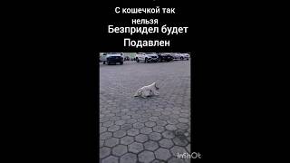 с кошечкой так нельзя🤣☺️🤔очень смешно ээээээ ооуууу