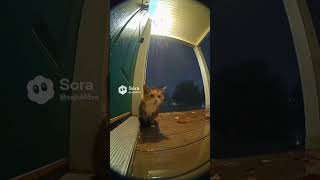 Ring Camera Captures Terrified Calico Clinging To Door In Torrential Rain