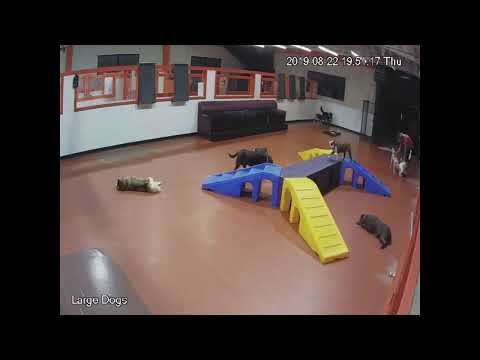 South Park Doggie LAX - Large Dogs Live Stream camera iphone 8 plus apk