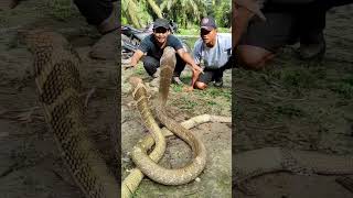 twin king cobra super jumbo guntur dan petir!!!! #mandapetulang #kingcobra #ular