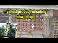 My all new guaranteed Budgie colony setup || new plan for max results||