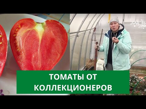 Лучшие коллекционные сорта томатов в 2021