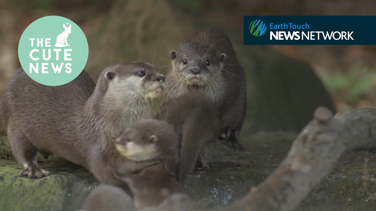 earth touch ltd Swimming bear cubs, an adorable numbat and a pangolin takes a mud bath