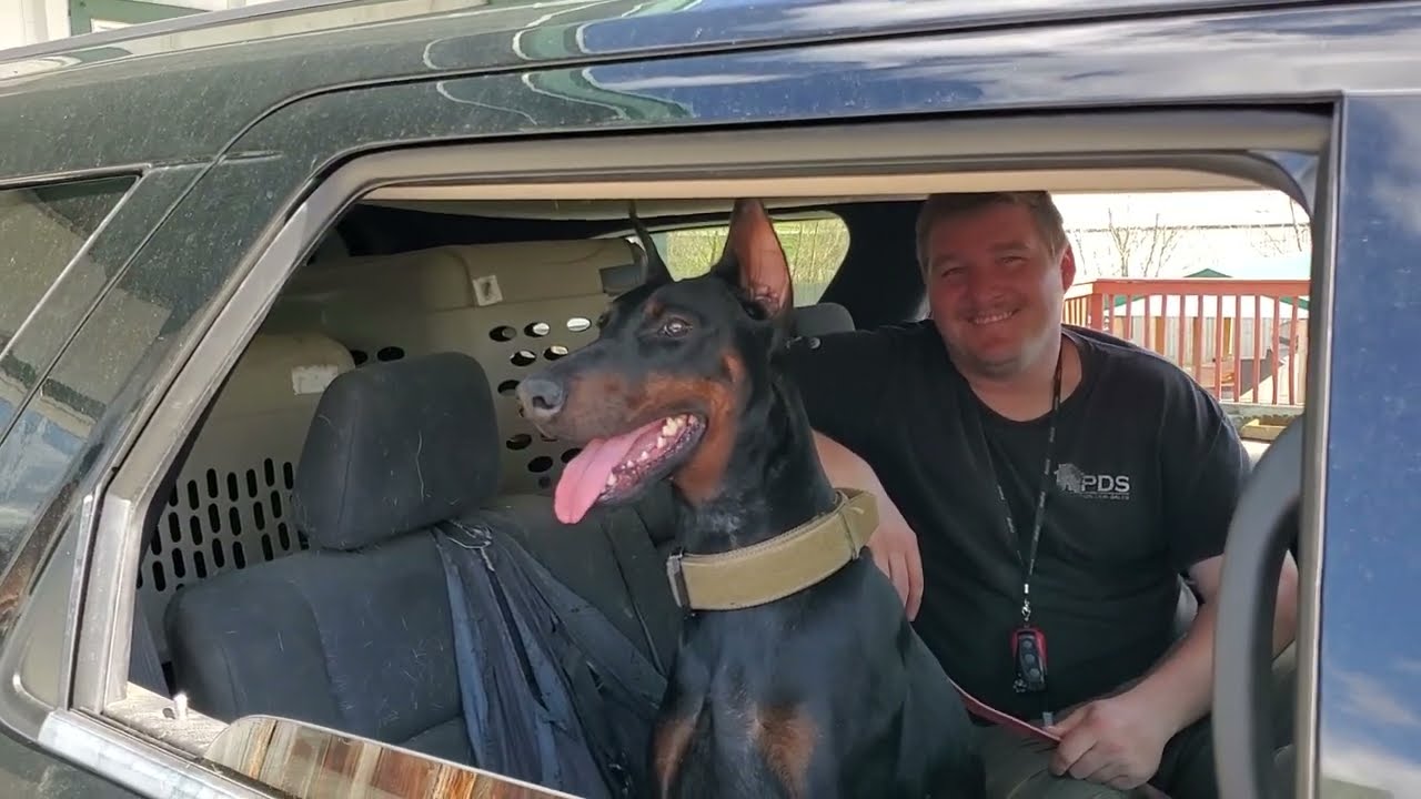 Elite Personal Protection Dog "Twisty" 22 MO Home Raised Super Doberman In Action Defending Her Car