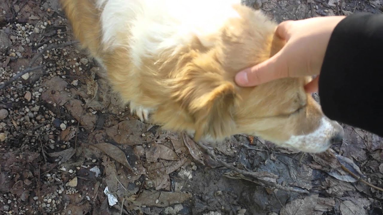 NASUC SE LUPTA CU PISICILE