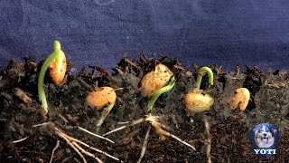 Sprouting beans Time-Lapse beans