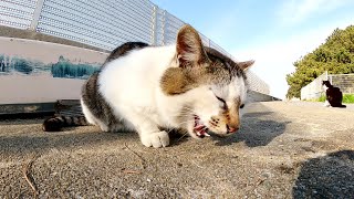 漁港で暮らす野良猫が魚の骨をバリボリとかじる