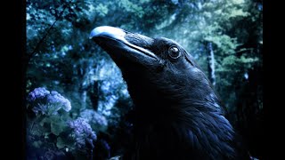 far from home (the raven)/ buy sam tinnesz \