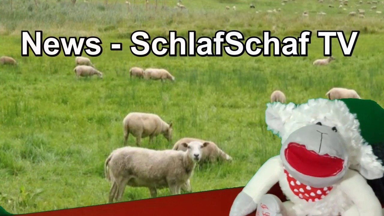 Schlafschaf Schlafschaf