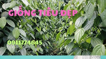 Giống Tiêu Đẹp Vĩnh Linh – Năng Suất Cao, Chống Chịu Tốt | Bí Quyết Chọn Giống Tiêu Năm 2025.