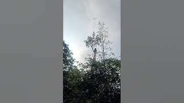 chainswa machine cutting tree branches #wood #treeremoval #treecutting #tree #automobile #chainsaw