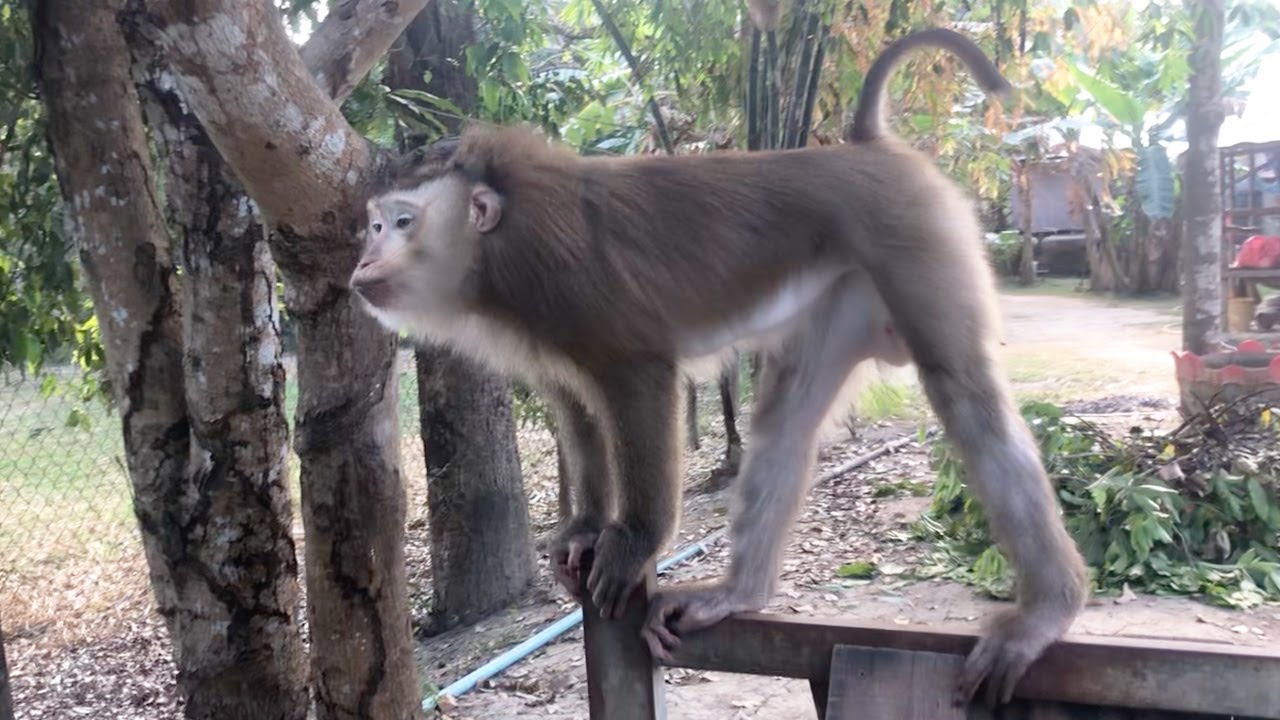 Jason Leisurely Tap Feet Call Neighbor To Reunite Outdoor