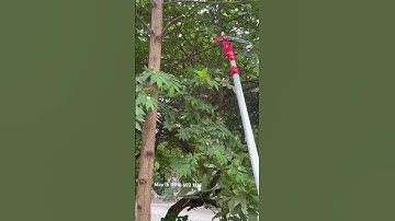 MUA KÉO NÀY CẮT CÀNH TRÊN CAO THÍCH NHẤT  #keo