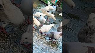For sale, 🕊️☠️#pigeonlaver # sabse Saste Kabutar#pigeonsale #
