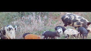 Hog’s Wild 2: 3 Generations of Boars & 12 Piglets in the Wild!