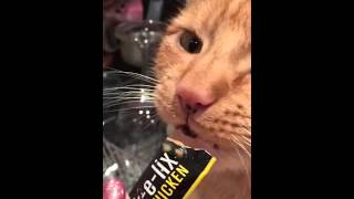 lick e lix cat yogurt