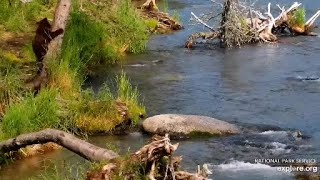 Katmai Brooks River, Riffles Cam. A smart cub climbs a tree. Explore.org