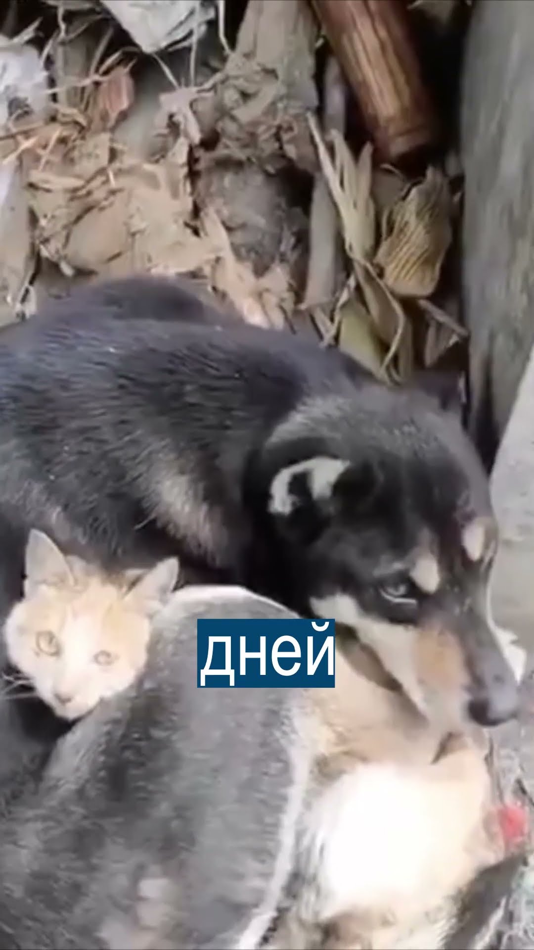 друзья собаки и кошки