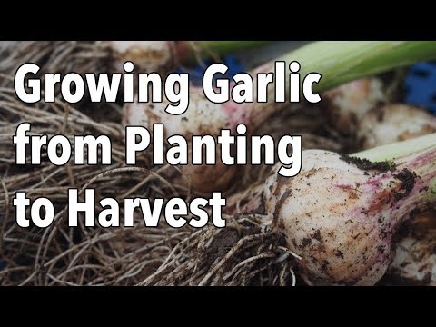 Growing Garlic From Planting To Harvest
