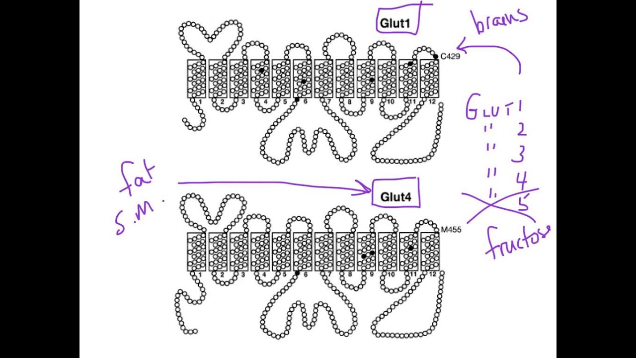 How Insulin Regulates Blood Glucose With The GLUT4 Glucose Transporter diabetes-ppt-download