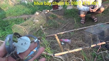 Cách đánh Chuột Bằng Cạm Kiềng GIÁ 8K