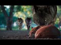 LOBOS vs PERROS Esto Ocurre....(1 Caucaso Protege a su Compañero de 1 Lobo)🔴(Nature Wild Predators)