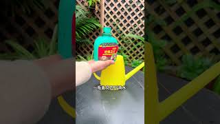 Revive Your Amaryllis Yellow Leaves No More