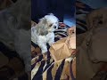 Rio wants everything 😁😛😘🥰|| #cute #pets #dogslove #youtubeshorts