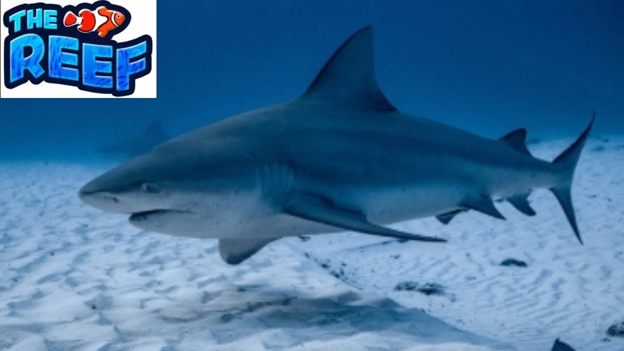 Bull Shark Gameplay In The Reef   -  Roblox