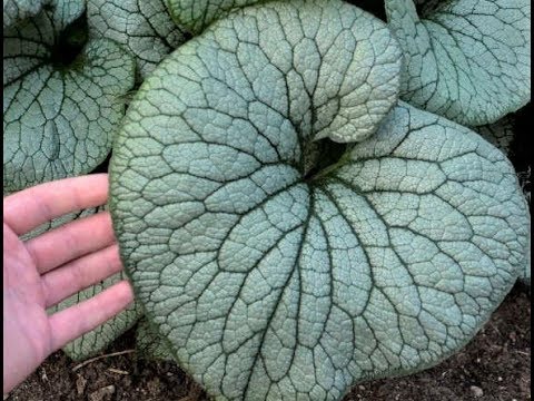 Video: Dove è originaria la brunnera macrophylla?