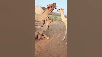Camels Mating And Noises Shorts CamelsMating 