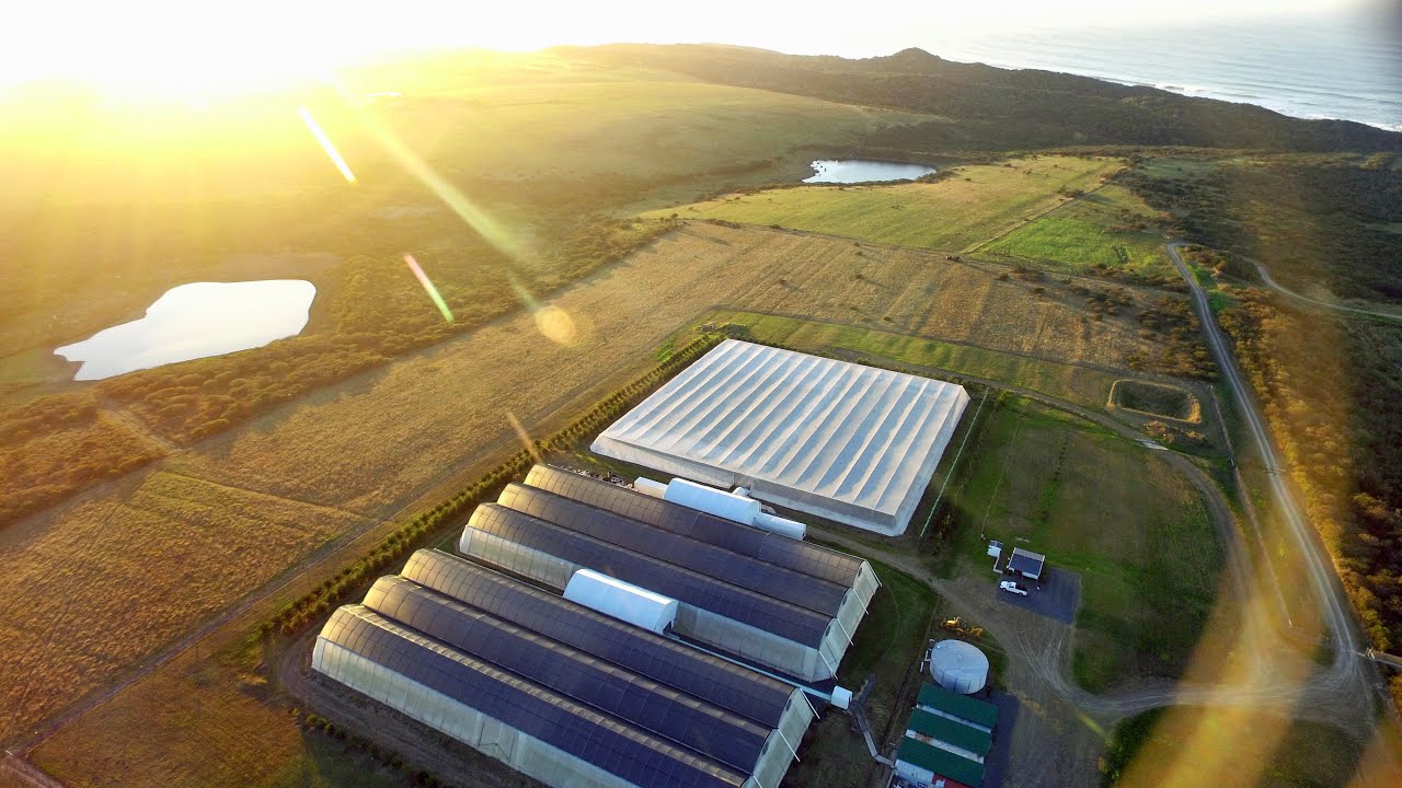 Sutherland Seedlings Avocado Nursery