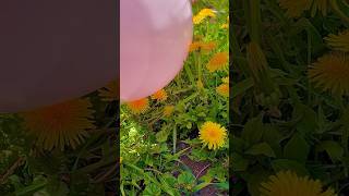 😎Dandelions be POPPIN’💥🌼 b2p big pink put up a fight… #asmr #balloon #blowing #pop #b2p #flowers
