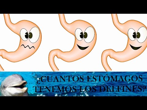 Delfines que sirven en la guerra 2019 Delfines que sirven en la guerra New