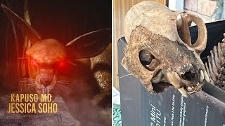 Mga Kalansay Diumano Ng Sigbin, Natagpuan Sa Kisame Ng Isang Bahay Sa Cebu Kapuso Mo, Jessica Soho
