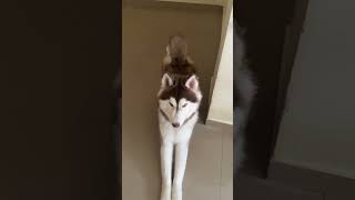 Husky relaxing pose❤️😊 #husky #youtubeshorts #doggielife #funny #viral #dogbreed
