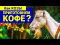 ✅ Как ПОЯВИЛСЯ Кофе? 🔴 О чем МОЛЧИТ Главная Кофейная Легенда? ☝️☕