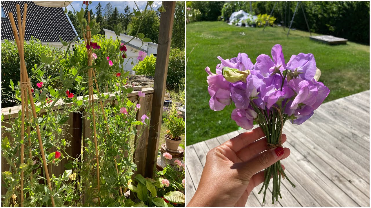 Plantera luktärter i krukor | plant out sweet peas in pots 🌸🌸🌸🌺🌺🌺 - YouTube