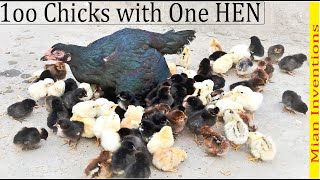 1OO CHICKS with One HEN  Aseel hen Harvested Eggs to 100 chicks