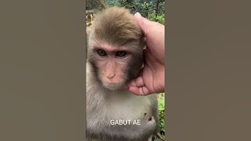 Monyet