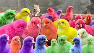 จับไก่ขนนกสีสันสดใสนับล้าน ไก่น่ารัก เป็ด กระต่าย เต่า สัตว์น่ารัก